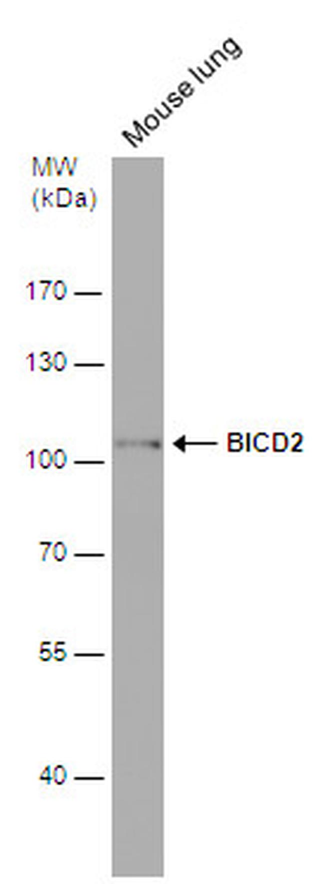 BICD2 Antibody in Western Blot (WB)