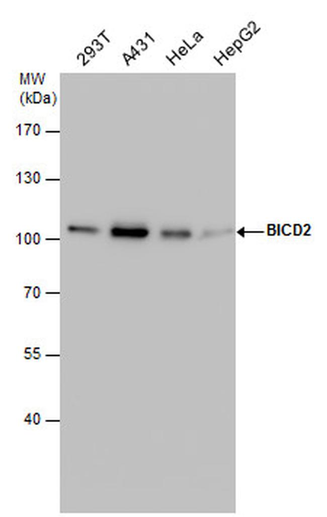 BICD2 Antibody in Western Blot (WB)