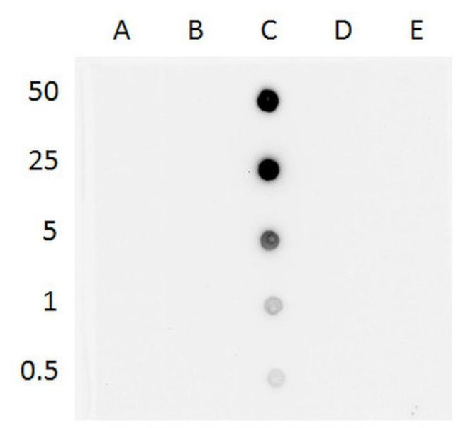 5-hydroxymethylcytosine Antibody