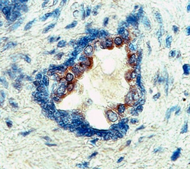 TGF beta-1 Antibody in Immunohistochemistry (Paraffin) (IHC (P))