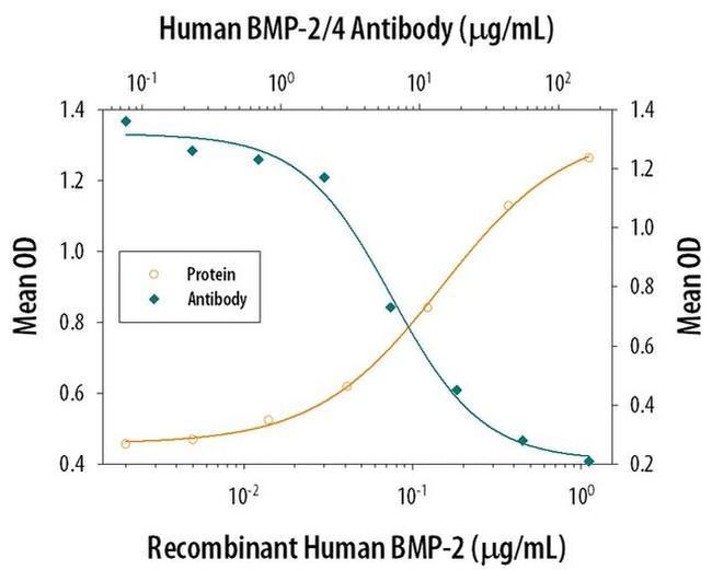 BMP-2/BMP-4 Antibody