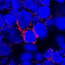 IL-3 Antibody in Immunocytochemistry (ICC/IF)