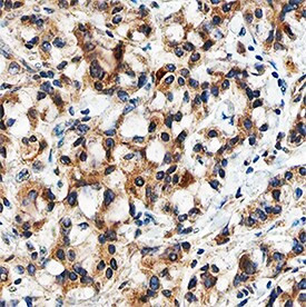 TGF beta-3 Antibody in Immunohistochemistry (Paraffin) (IHC (P))