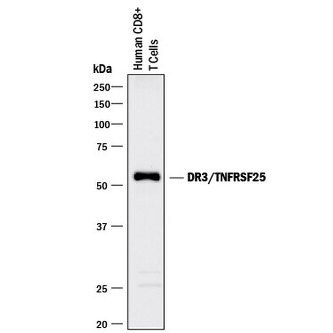 DR3 Antibody in Western Blot (WB)