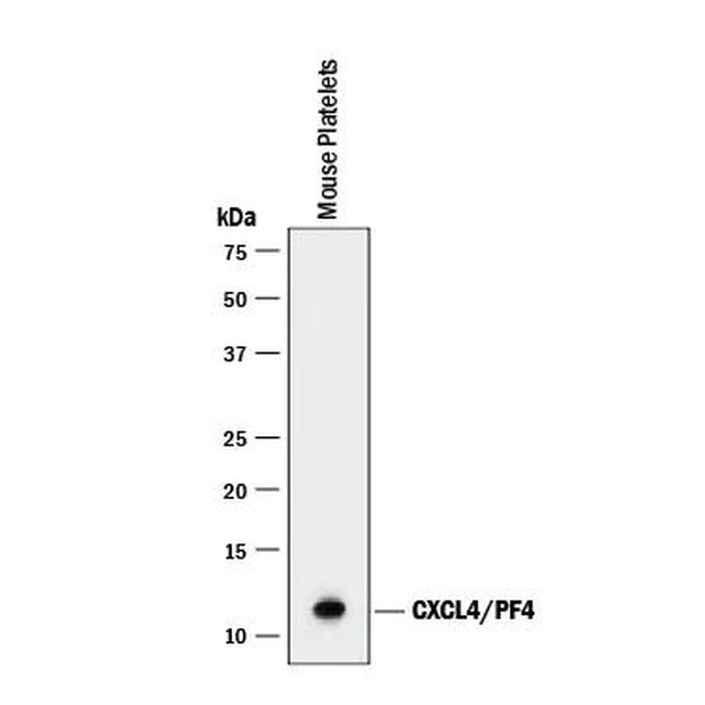 PF4 Antibody in Western Blot (WB)