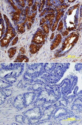 BMP-7 Antibody in Immunohistochemistry (Paraffin) (IHC (P))