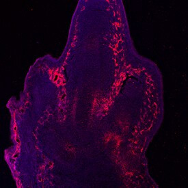 CD105 Antibody in Immunohistochemistry (Frozen) (IHC (F))