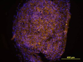 Nidogen Antibody in Immunocytochemistry (ICC/IF)