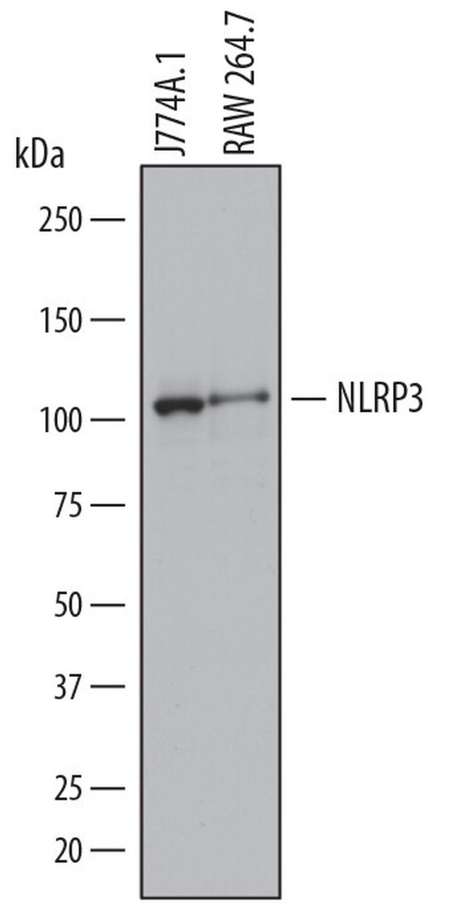 NLRP3 Antibody in Western Blot (WB)