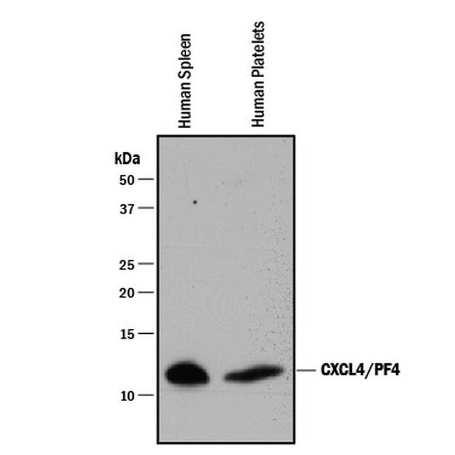 PF4 Antibody in Western Blot (WB)