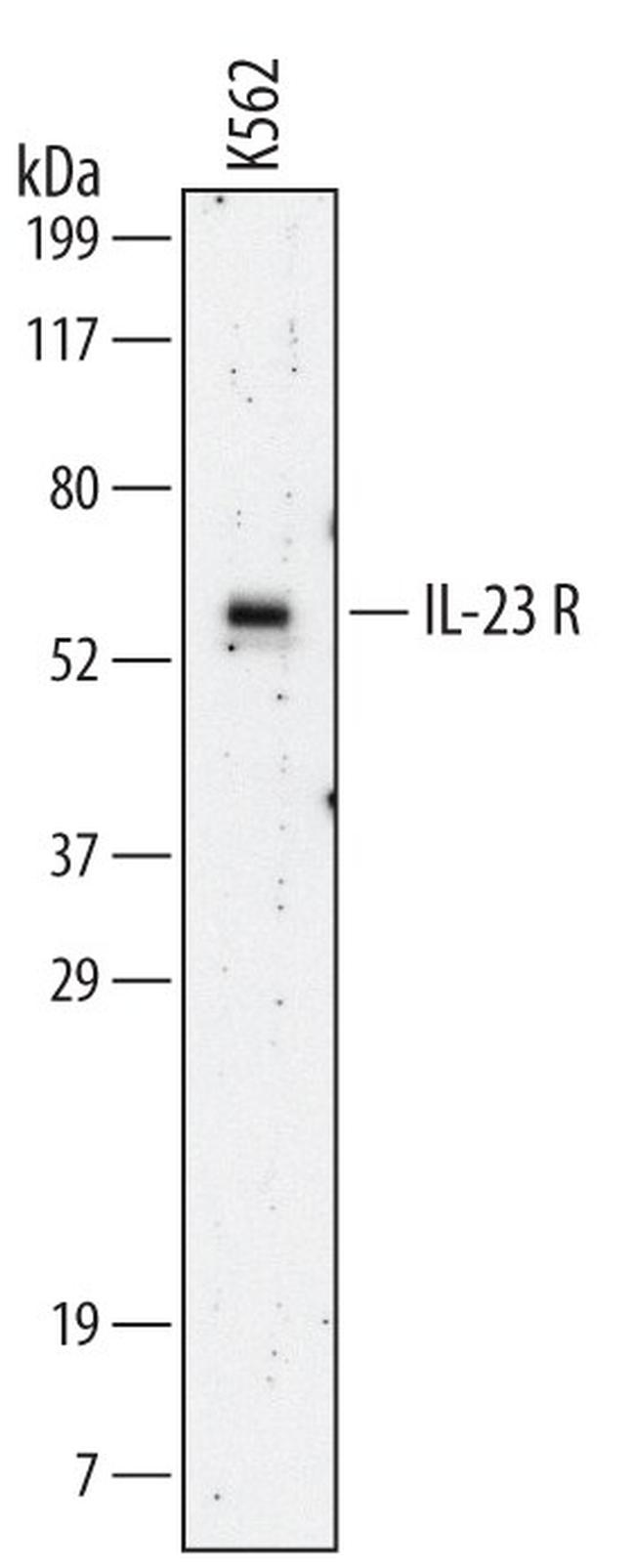 IL23R Antibody in Western Blot (WB)