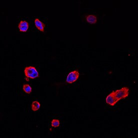 FSTL1 Antibody in Immunocytochemistry (ICC/IF)