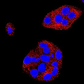 DLL1 Antibody in Immunocytochemistry (ICC/IF)