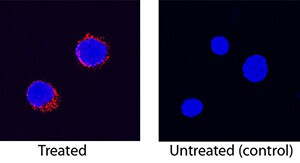 IL-8 (CXCL8) Antibody in Immunocytochemistry (ICC/IF)