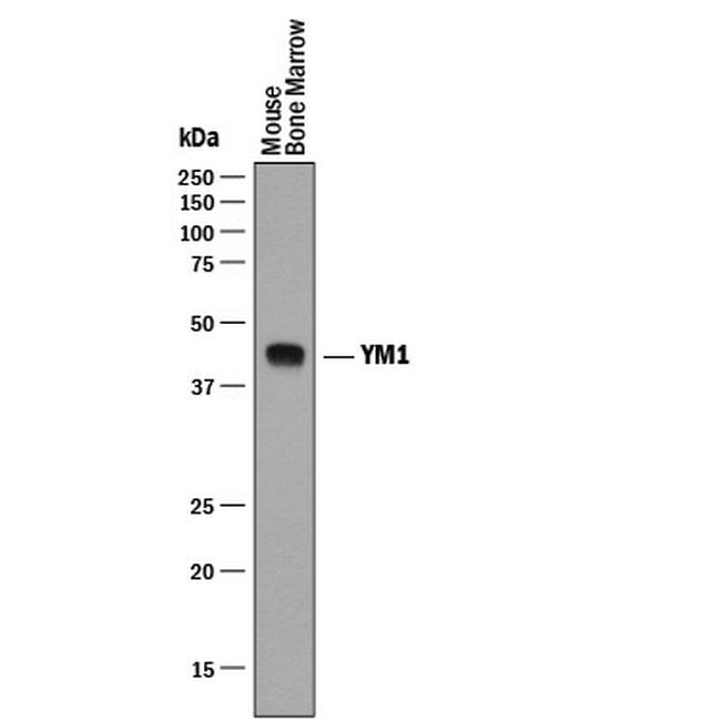 CHIL3 Antibody in Western Blot (WB)