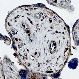 KGF Antibody in Immunohistochemistry (Paraffin) (IHC (P))