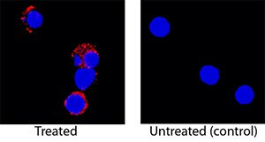 IL-5 Antibody in Immunocytochemistry (ICC/IF)