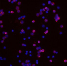 IL24 Antibody in Immunocytochemistry (ICC/IF)