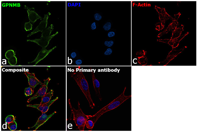 GPNMB Antibody in Immunocytochemistry (ICC/IF)