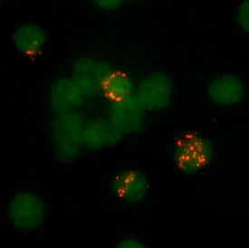 Granzyme A Antibody in Immunocytochemistry (ICC/IF)