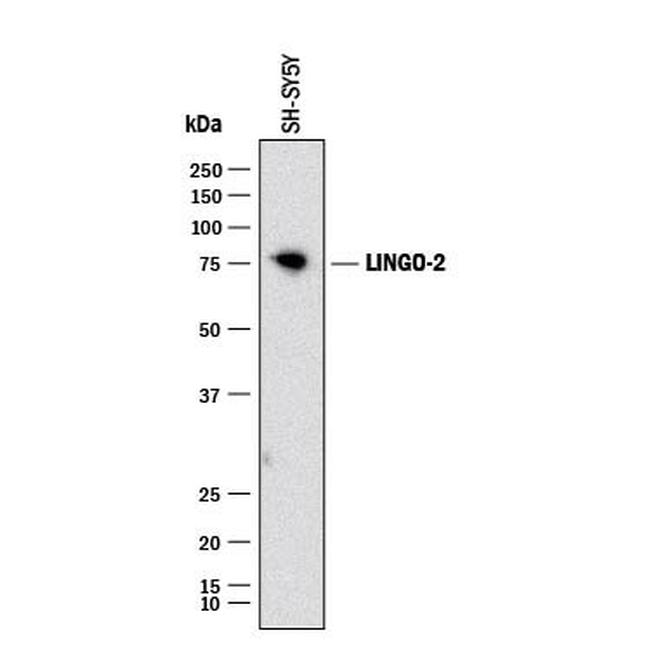 LINGO2 Antibody in Western Blot (WB)