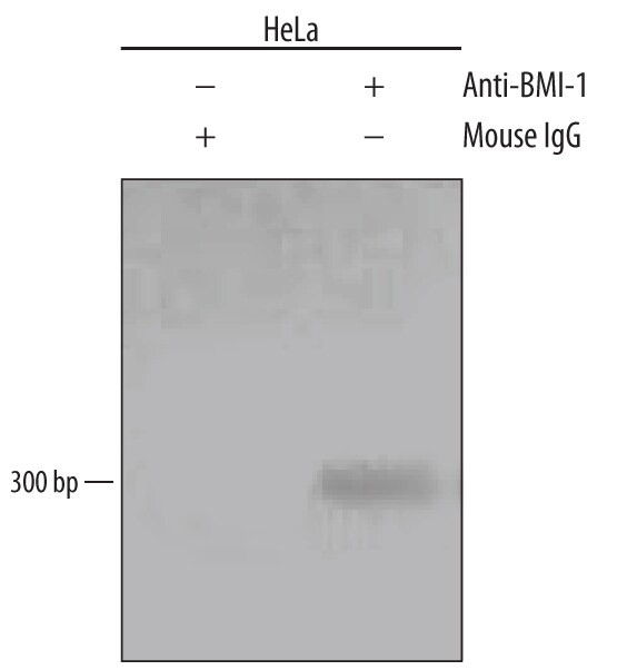 BMI-1 Antibody in ChIP Assay (ChIP)