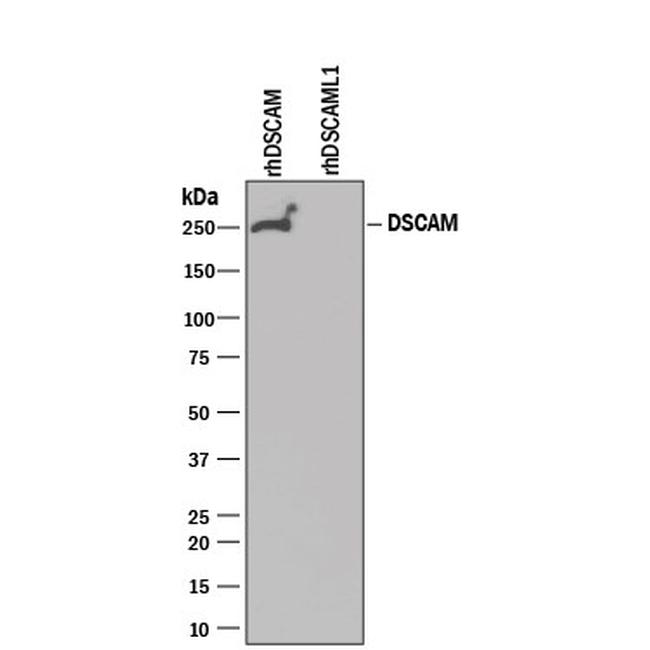 DSCAM Antibody in Western Blot (WB)