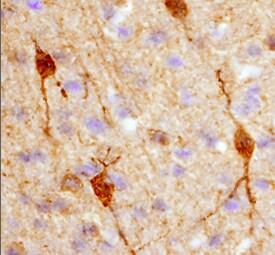 Calbindin D28K Antibody in Immunohistochemistry (Frozen) (IHC (F))