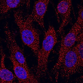 K-cadherin Antibody in Immunocytochemistry (ICC/IF)