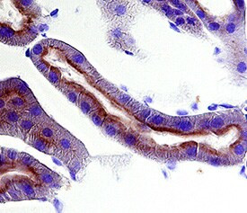 CD63 Antibody in Immunohistochemistry (Frozen) (IHC (F))