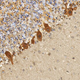 TAFA5 Antibody in Immunohistochemistry (Paraffin) (IHC (P))