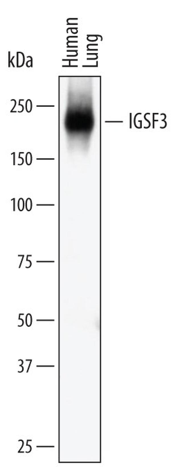 IGSF3 Antibody in Western Blot (WB)