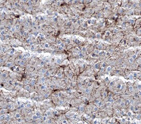 NG2 Antibody in Immunohistochemistry (Frozen) (IHC (F))