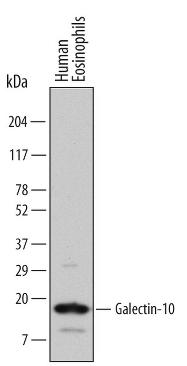 Galectin 10 Antibody in Western Blot (WB)