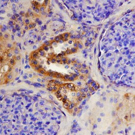 ADAMTS15 Antibody in Immunohistochemistry (Paraffin) (IHC (P))