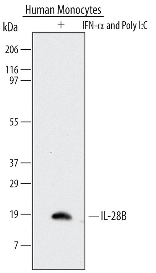 IL-28B Antibody in Western Blot (WB)