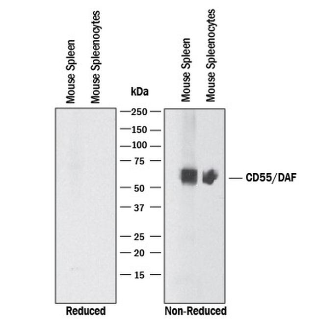 CD55 Antibody in Western Blot (WB)