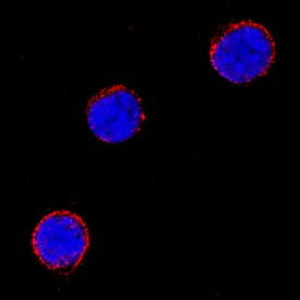 CD275 (B7-H2) Antibody in Immunocytochemistry (ICC/IF)