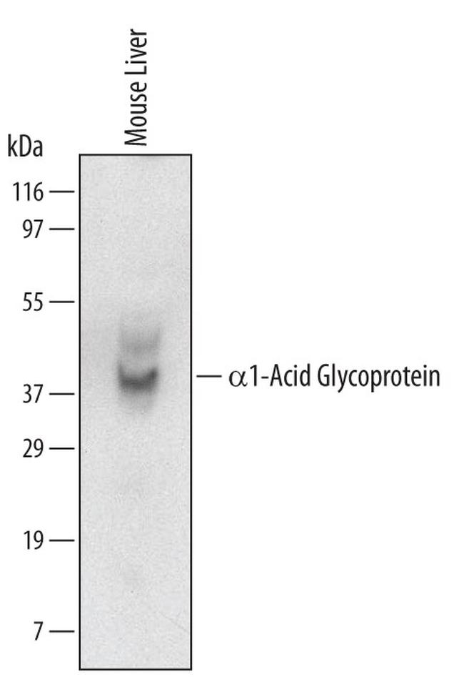 Orm1 Antibody in Western Blot (WB)