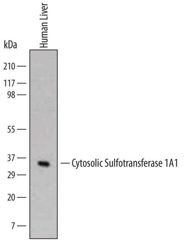 SULT1A1 Antibody in Western Blot (WB)