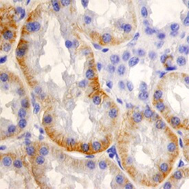 SLC22A2 Antibody in Immunohistochemistry (Paraffin) (IHC (P))