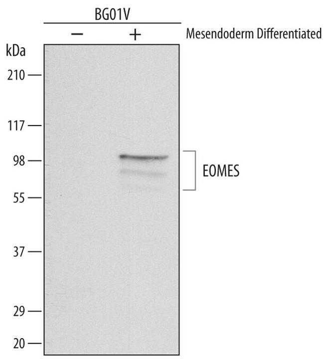 EOMES Antibody in Western Blot (WB)