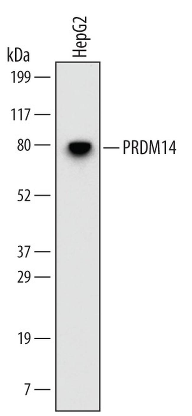 PRDM14 Antibody in Western Blot (WB)