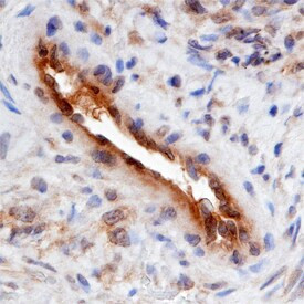 SMOC2 Antibody in Immunohistochemistry (Paraffin) (IHC (P))