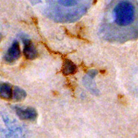 NMNAT1 Antibody in Immunohistochemistry (Frozen) (IHC (F))