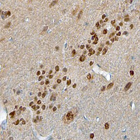 NMNAT1 Antibody in Immunohistochemistry (Frozen) (IHC (F))