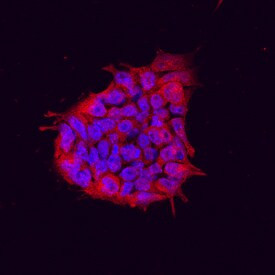 Tex19.1 Antibody in Immunocytochemistry (ICC/IF)