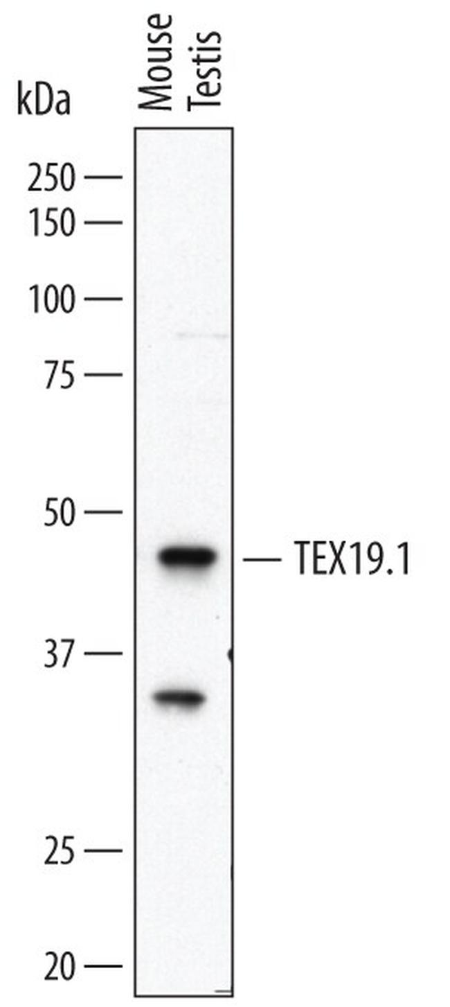 Tex19.1 Antibody in Western Blot (WB)