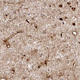 Cystatin C Antibody in Immunohistochemistry (Frozen) (IHC (F))