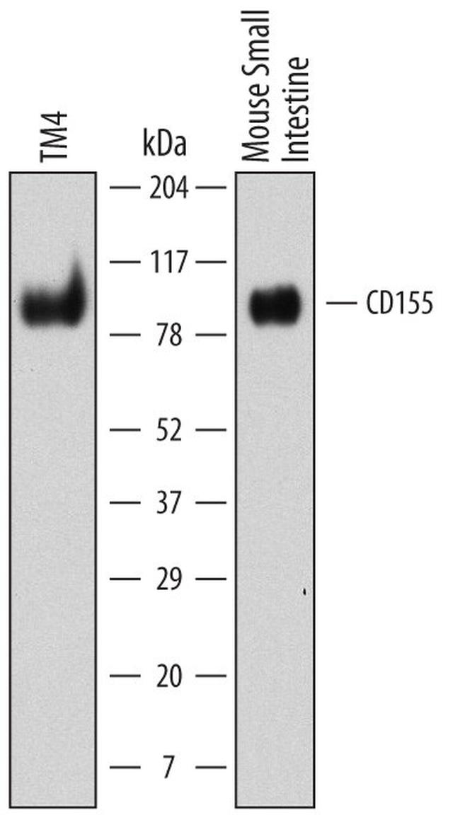 CD155 Antibody in Western Blot (WB)